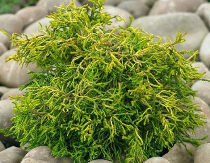 Chamaecyparis obtusa Tsatsumi Gold