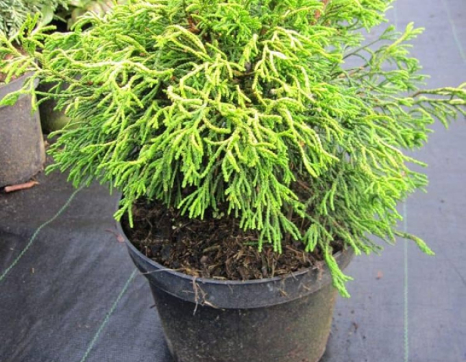 Chamaecyparis obtusa Tsatsumi Gold