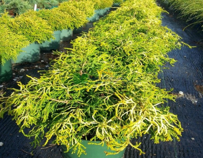 Chamaecyparis obtusa Tsatsumi Gold