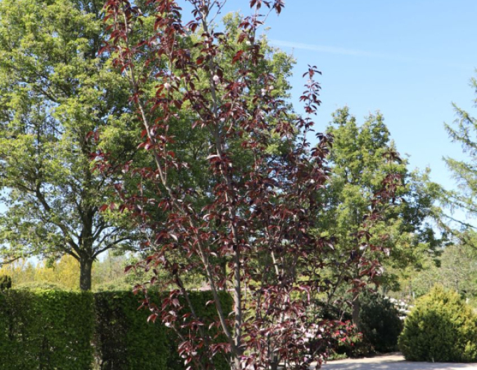Cireș-ornamental royal-burgundy multitulpină