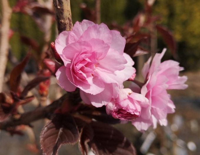 Cireș-ornamental royal-burgundy multitulpină