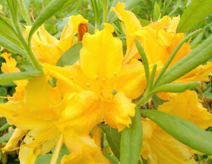 Azalee cu flori mari ´Golden light´