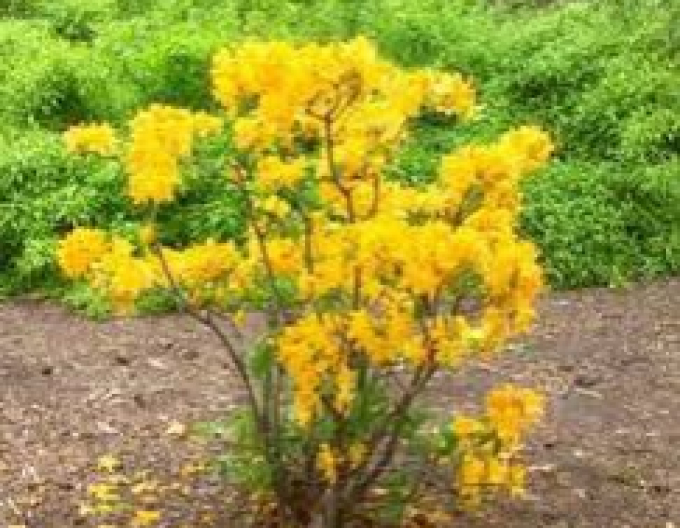 Azalee cu flori mari ´Golden light´