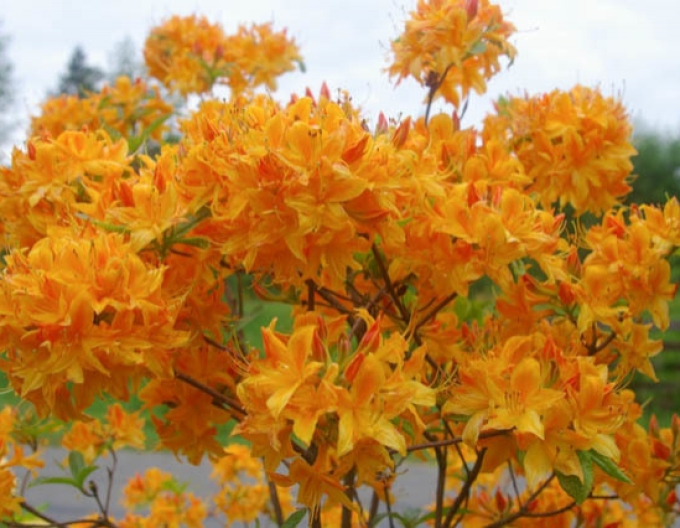 Azalee cu flori mari ´Golden light´