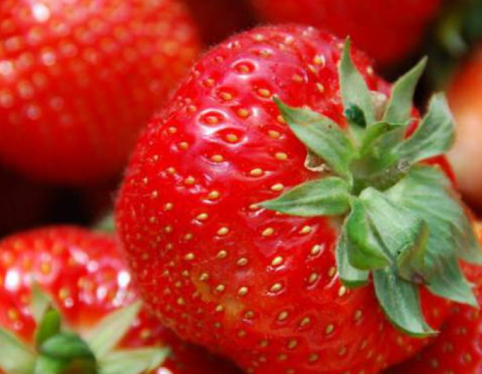 Căpșuni "Honeoye" soi timpuriu