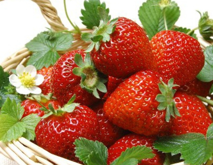 Căpșuni ´Elsanta´ târziu