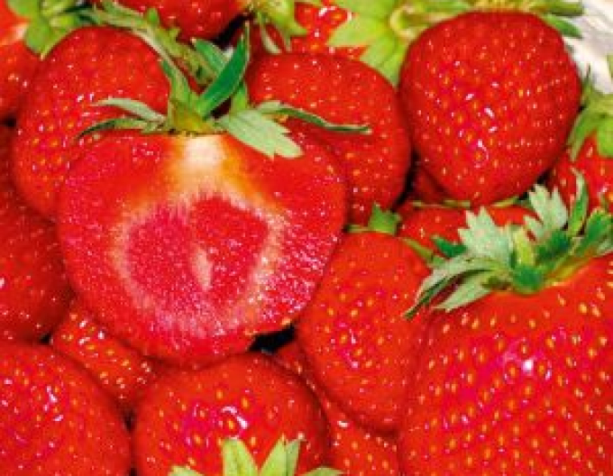 Căpșuni semitimpurii ´Sonata´