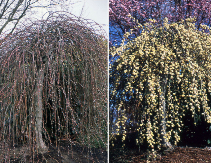 Salcie înaltă ´Kilmarnock´ pe o tulpină 80cm