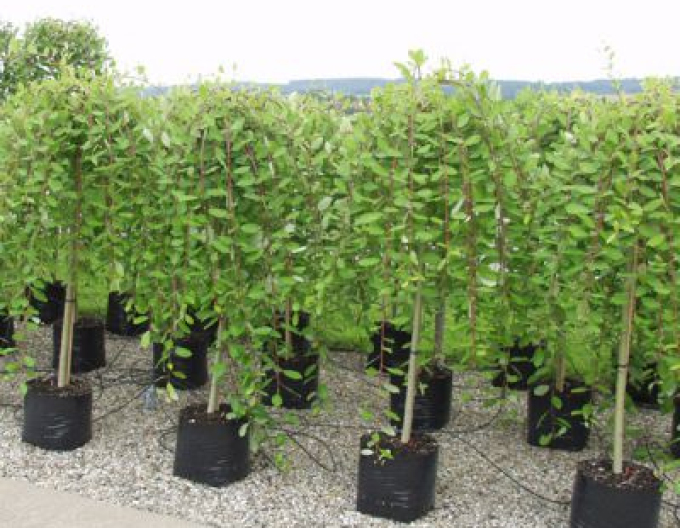 Salcie înaltă ´Kilmarnock´ pe o tulpină 80cm