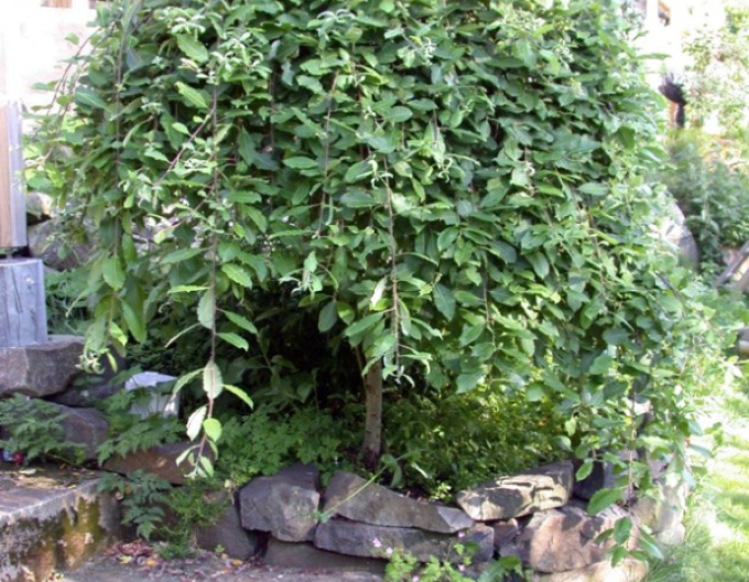 Salcie înaltă ´Kilmarnock´ pe o tulpină 80cm