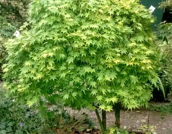 Arțar cu frunze de palmier Verde