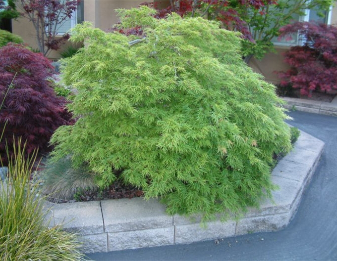 Arțar cu frunze de palmier ´Dissectum´