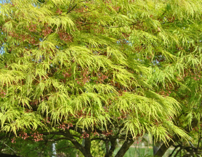 Arțar cu frunze de palmier ´Dissectum´