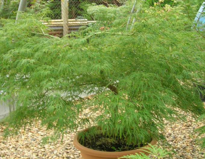 Arțar cu frunze de palmier ´Dissectum´