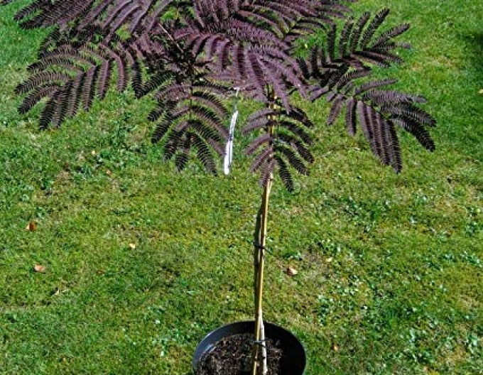 Albizia roz ´Summer Chocolate´ 125 - 150cm