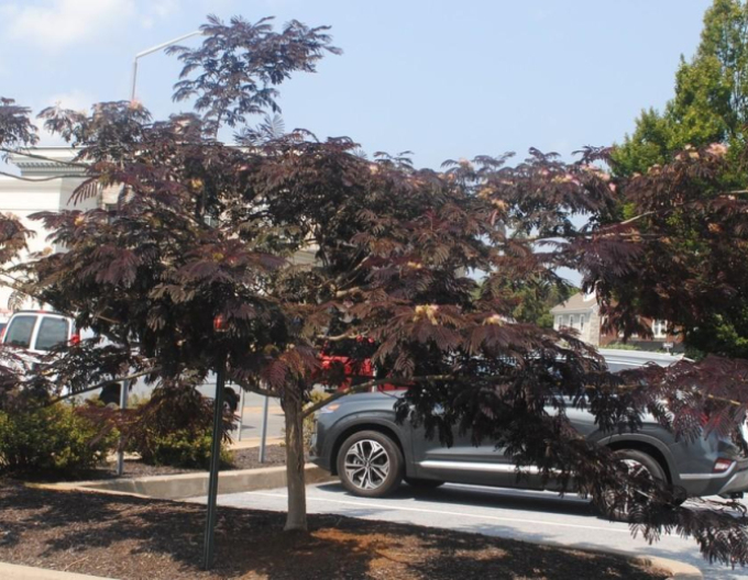 Albizia roz ´Summer Chocolate´ 125 - 150cm