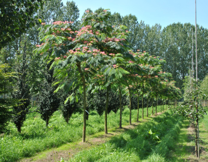 Albizia roz 125 - 150cm