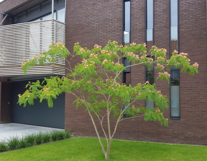 Albizia roz 125 - 150cm