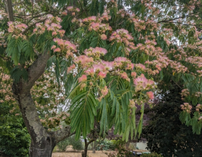 Albizia roz 125 - 150cm