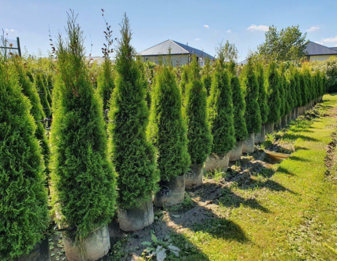 Thuja Emerald