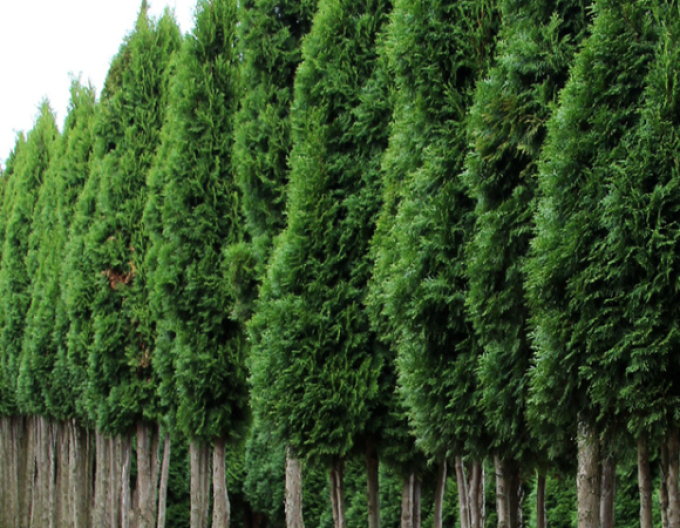 Thuja Emerald