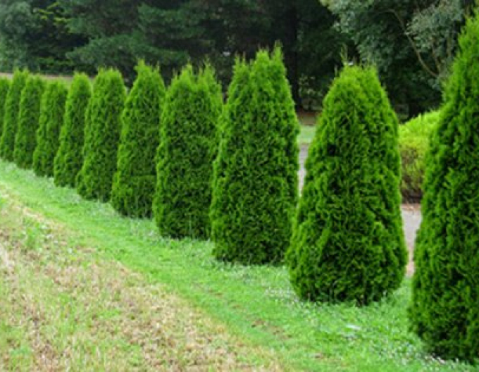 Thuja Emerald