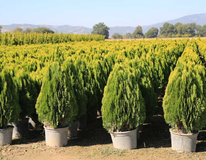 Thuja de est Aurea Nana