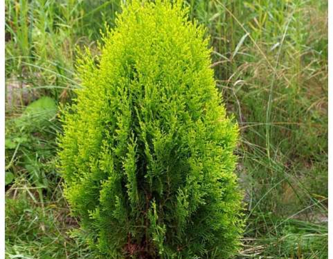 Thuja de est Aurea Nana