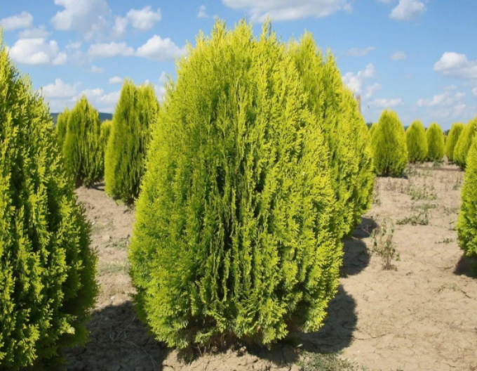 Thuja de est Aurea Nana