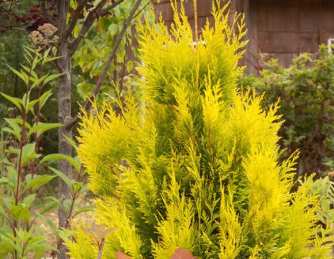 Thuja ´4ever Gold´