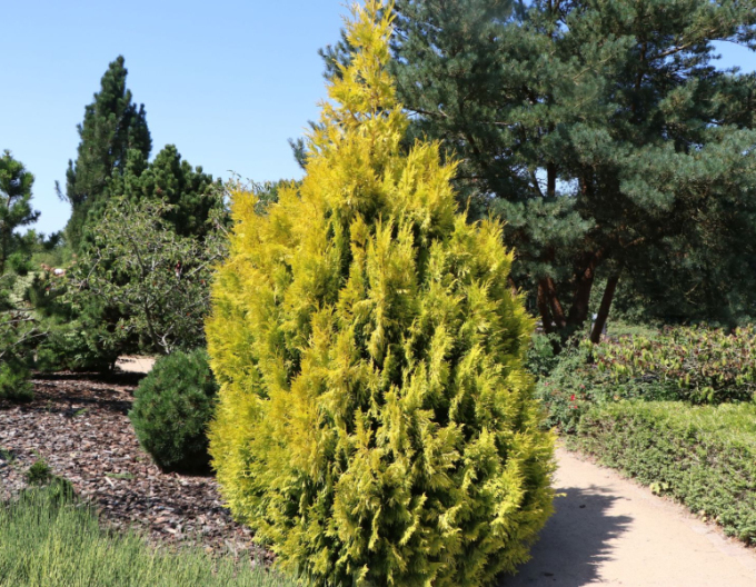 Thuja ´4ever Gold´