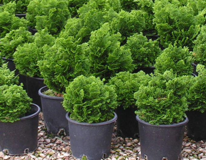 Chamaecyparis obtusa NANA GRACILIS