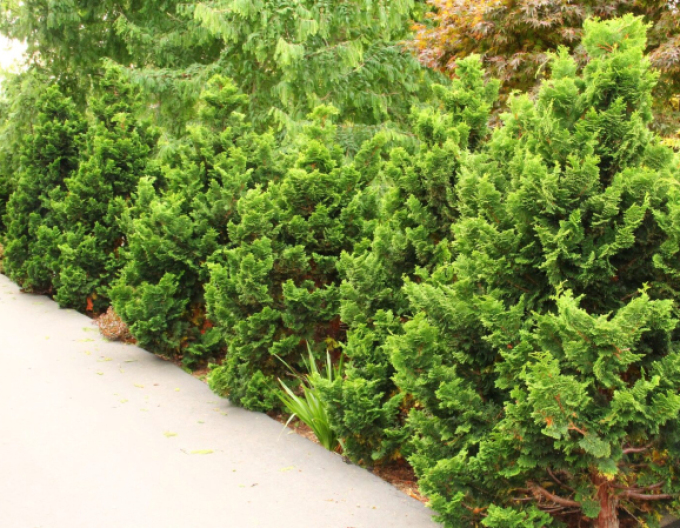 Chamaecyparis obtusa NANA GRACILIS