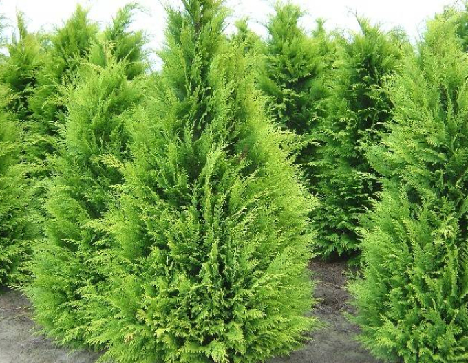 Chamaecyparis junifera "Yvonne"