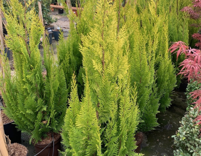 Chamaecyparis junifera "Yvonne"