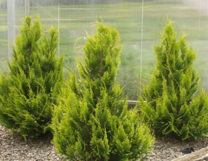 Chamaecyparis junifera "Yvonne"