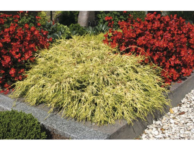 Chamaecyparis junifera  Sungold