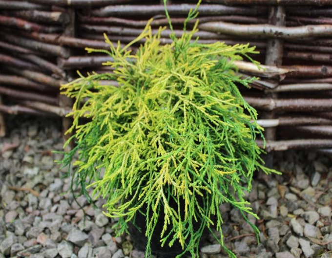 Chamaecyparis junifera  Sungold