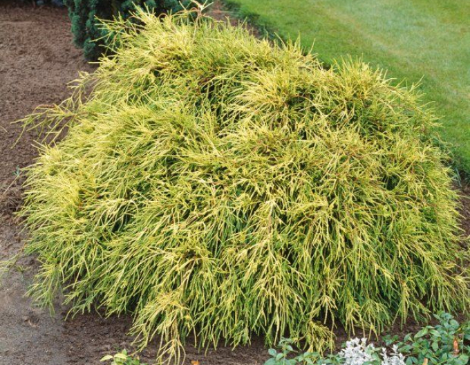 Chamaecyparis junifera  Sungold