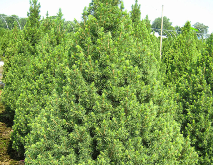 Molid alb ´Conica´