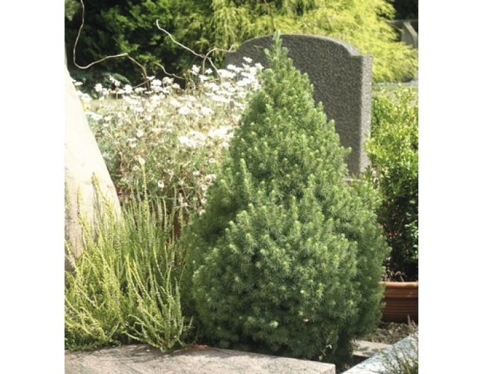 Molid alb ´Conica´