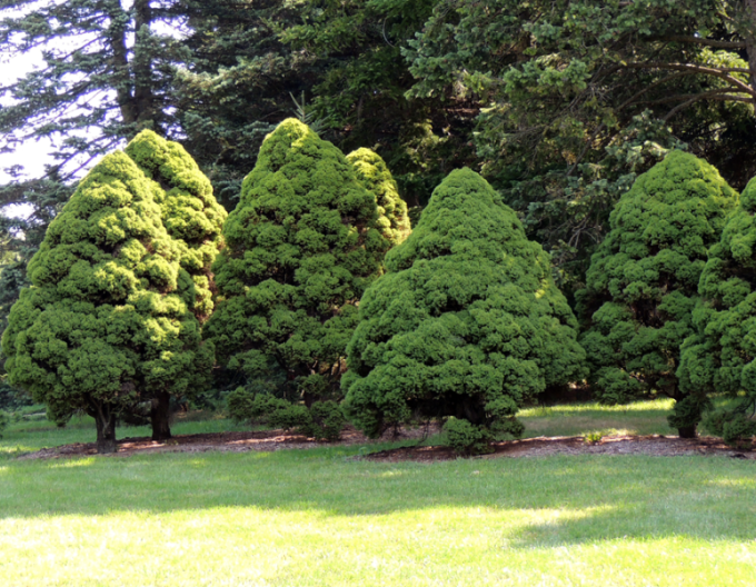 Molid alb ´Conica´