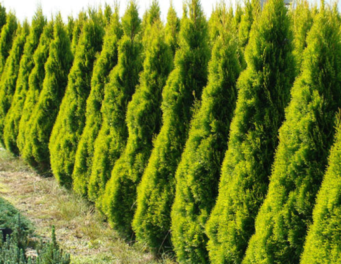 Thuja de Vest "Golden Emerald"
