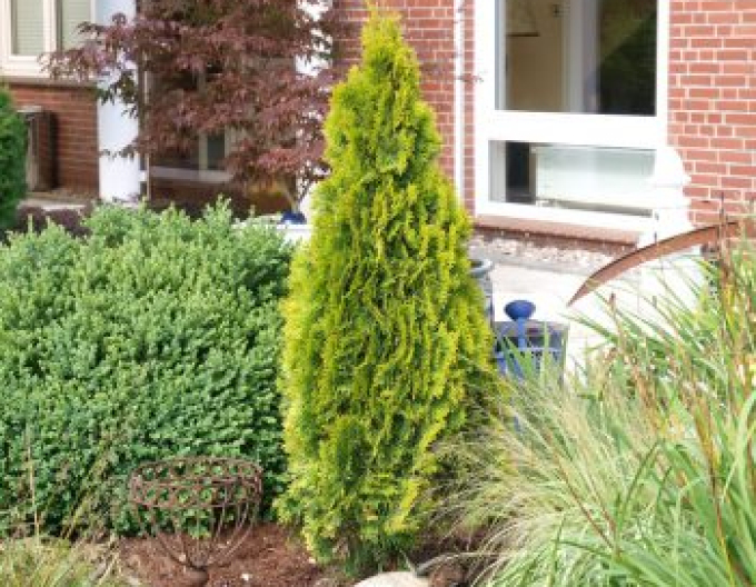 Thuja de Vest "Golden Emerald"