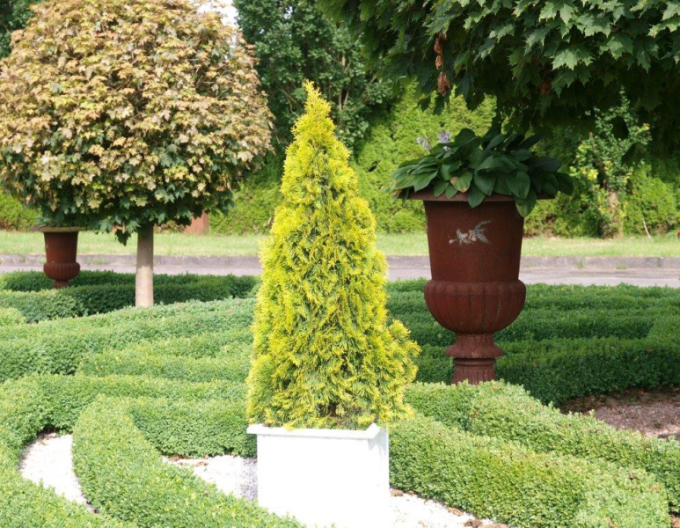 Thuja de Vest "Golden Emerald"