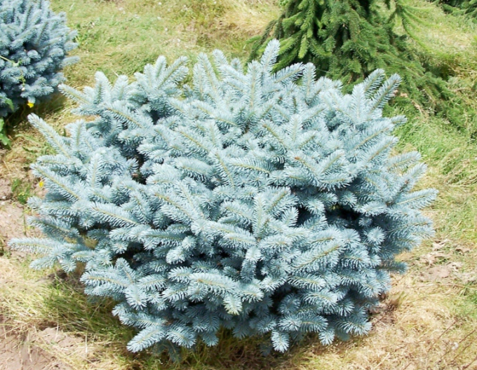 Molid "Glauca Globosa