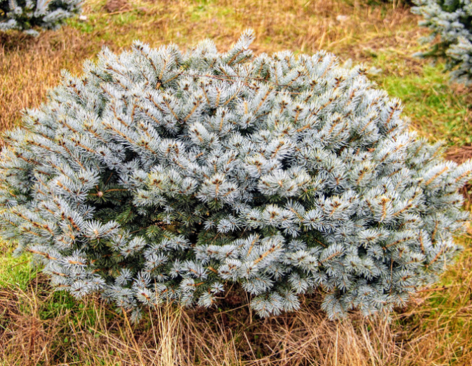 Molid "Glauca Globosa