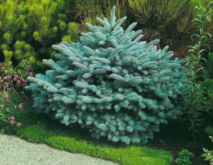 Molid "Glauca Globosa