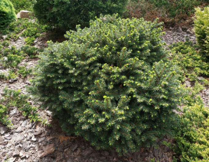 Molid balcanic ´Karel´