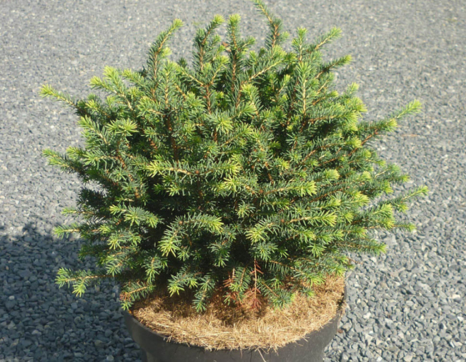 Molid balcanic ´Karel´